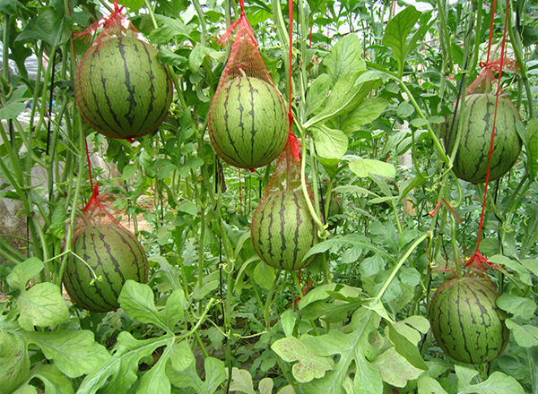 <strong>“农发科技西瓜品种：西瓜的起源和发展</strong>